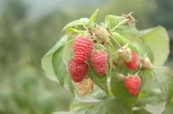 Rubus idaeus 'Schönemann' (Framboos) fruitplant 60cm