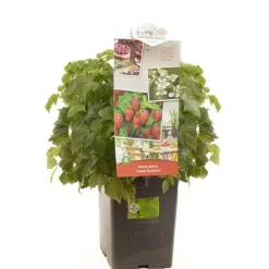 Rubus idaeus 'Sweet Sunshine' (Framboos) fruitplant 40cm