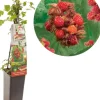 Rubus phoenicolasius 'Japanse Wijnbes' (Bessen) fruitplant 60cm