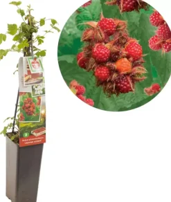 Rubus phoenicolasius 'Japanse Wijnbes' (Bessen) fruitplant 60cm