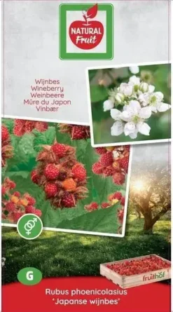 Rubus phoenicolasius 'Japanse Wijnbes' (Bessen) fruitplant 60cm