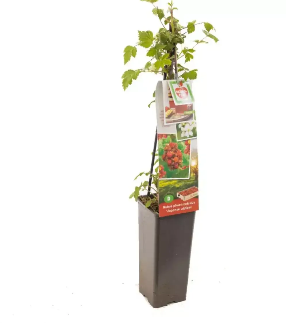Rubus phoenicolasius 'Japanse Wijnbes' (Bessen) fruitplant 60cm