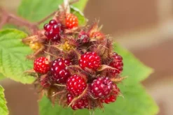 Rubus phoenicolasius 'Japanse Wijnbes' (Bessen) fruitplant 60cm