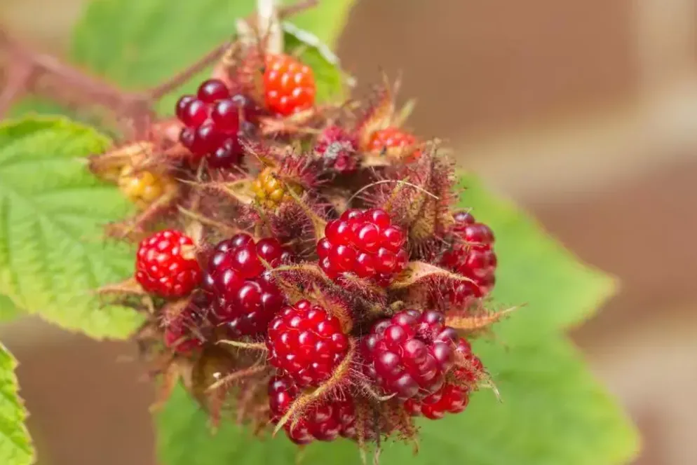 Rubus phoenicolasius 'Japanse Wijnbes' (Bessen) fruitplant 60cm