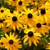 Rudbeckia fulgida 'Goldsturm' (Zonnehoed)