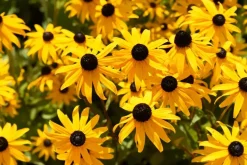 Rudbeckia fulgida 'Goldsturm' (Zonnehoed)