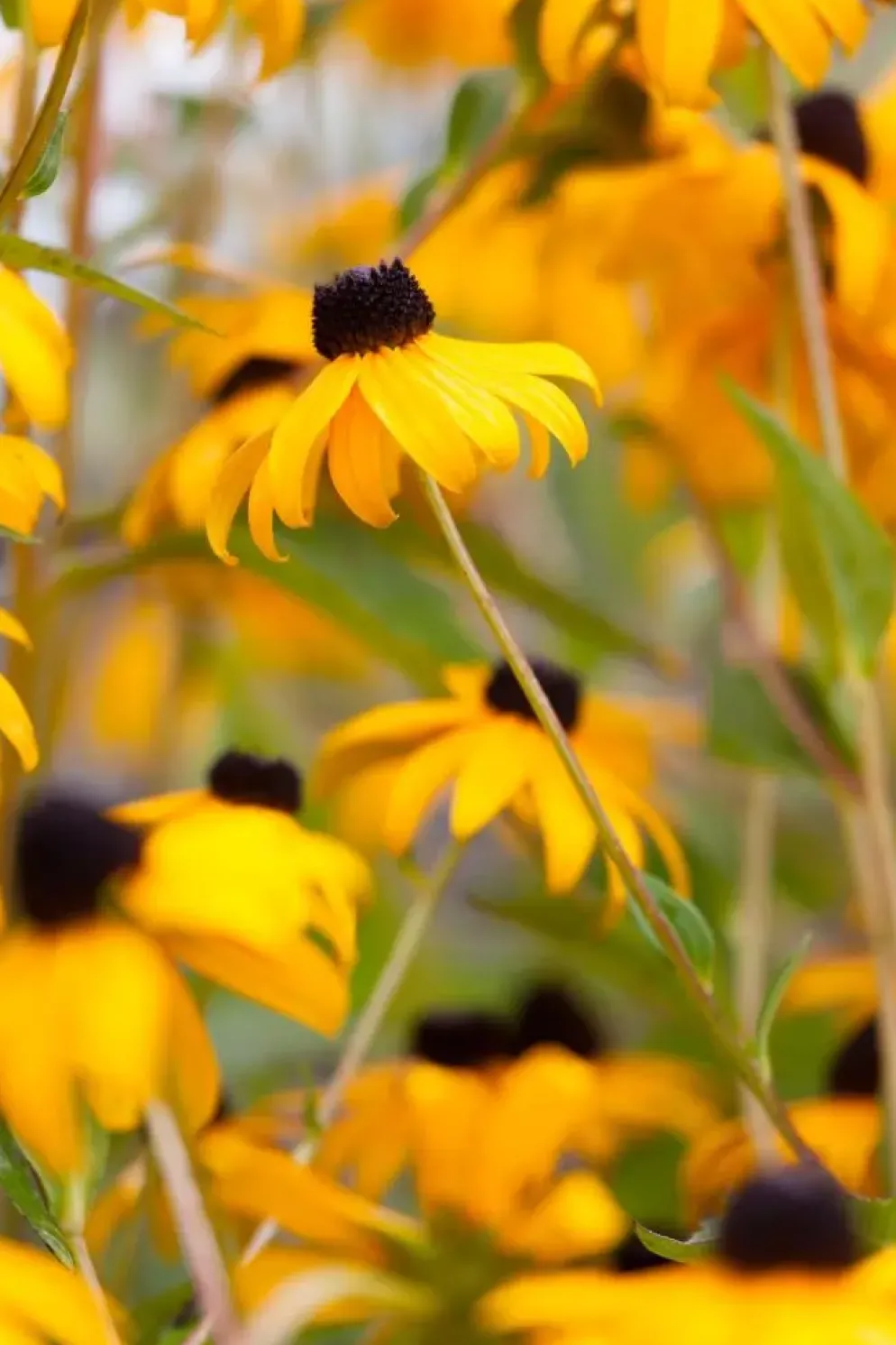 Rudbeckia fulgida 'Goldsturm' (Zonnehoed)