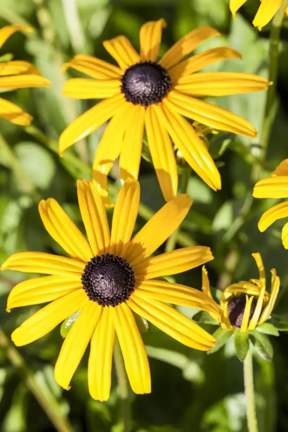 Rudbeckia fulgida 'Goldsturm' (Zonnehoed)