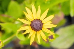 Rudbeckia fulgida 'Goldsturm' (Zonnehoed)
