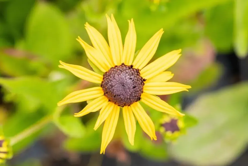 Rudbeckia fulgida 'Goldsturm' (Zonnehoed)