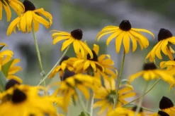 Rudbeckia fulgida 'Goldsturm' (Zonnehoed)