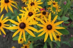 Rudbeckia fulgida 'Goldsturm' (Zonnehoed)