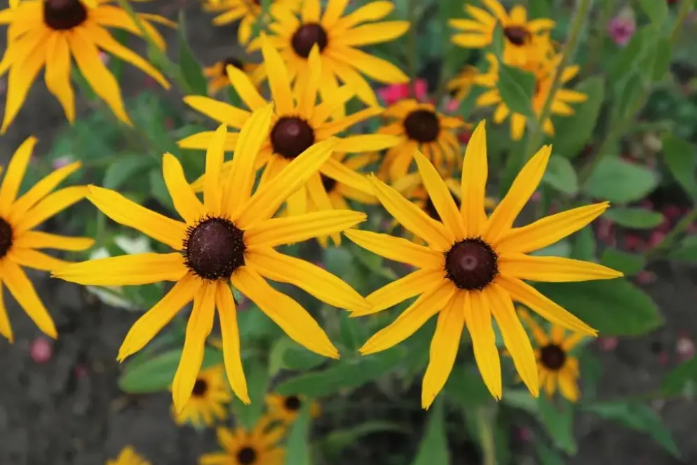 Rudbeckia fulgida 'Goldsturm' (Zonnehoed)