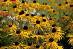 Rudbeckia fulgida 'Goldsturm' (Zonnehoed)
