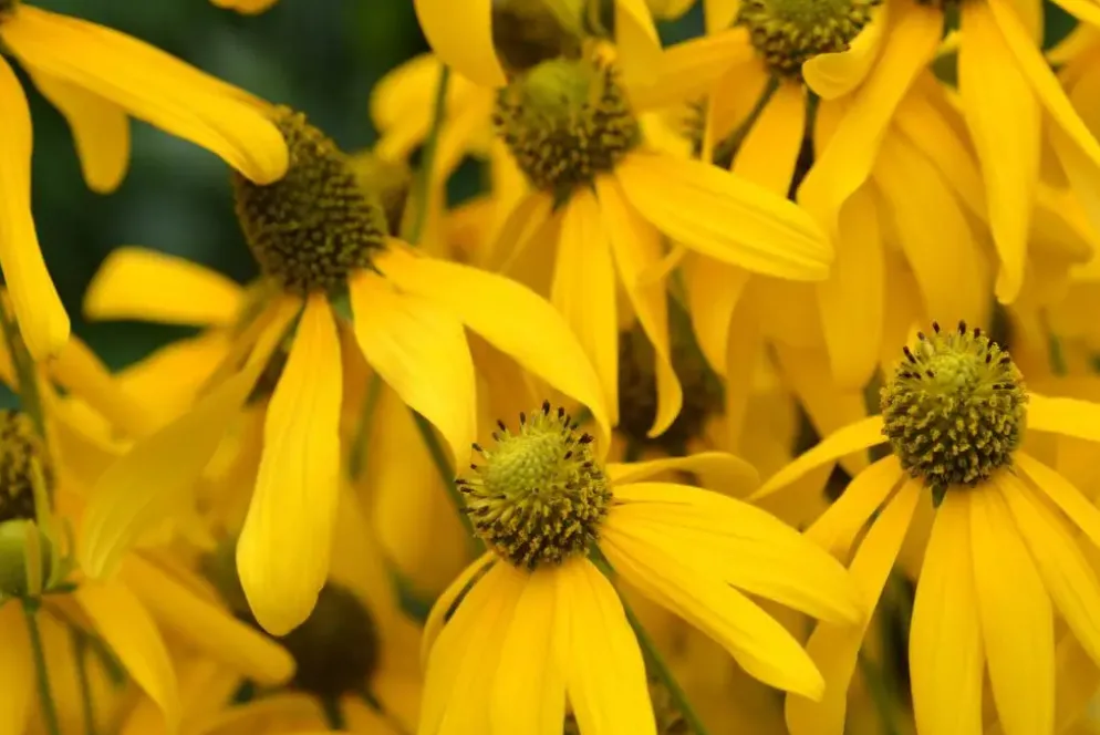 Rudbeckia fulgida 'Goldsturm' (Zonnehoed)