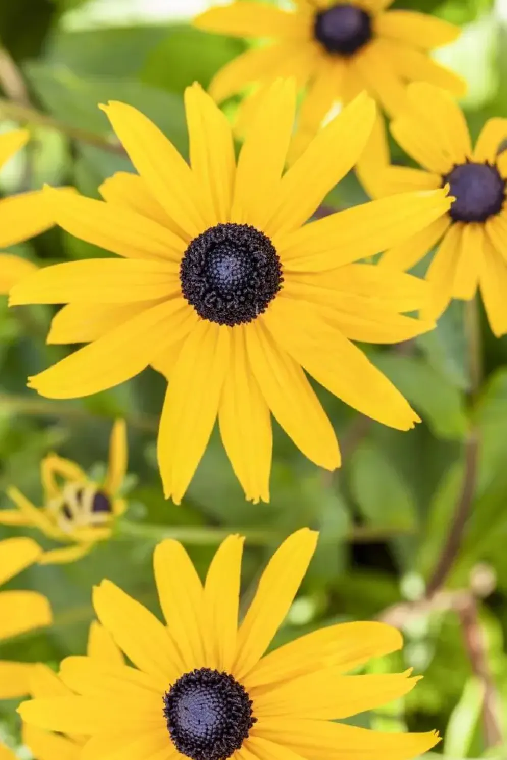 Rudbeckia fulgida 'Goldsturm' (Zonnehoed)