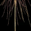 Salix caprea 'Pendula' (Wilg 'Pendula')