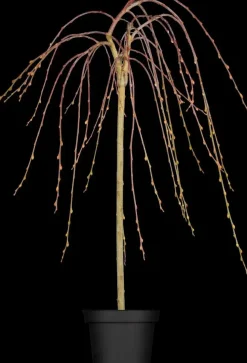 Salix caprea 'Pendula' (Wilg 'Pendula')