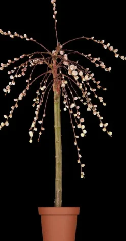 Salix caprea 'Pendula' (Wilg 'Pendula')