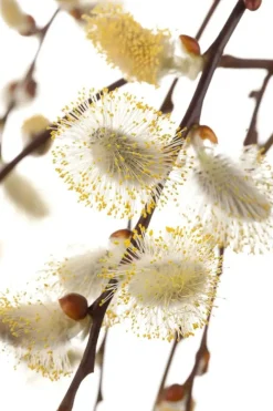Salix caprea 'Pendula' (Wilg 'Pendula')