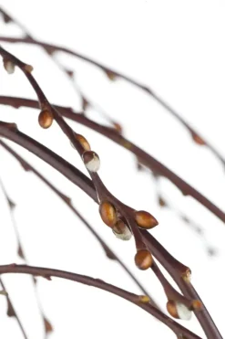 Salix caprea 'Pendula' (Wilg 'Pendula')