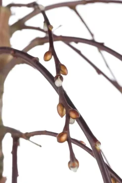 Salix caprea 'Pendula' (Wilg 'Pendula')