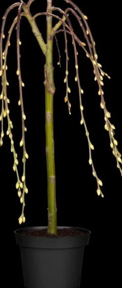 Salix caprea 'Pendula' (Wilg 'Pendula')