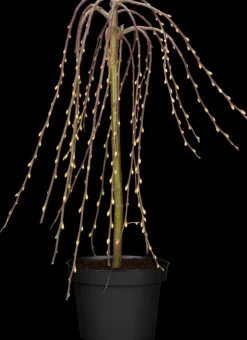 Salix caprea 'Pendula' (Wilg 'Pendula')