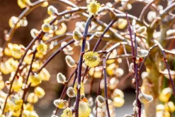 Salix caprea 'Pendula' (Wilg 'Pendula')