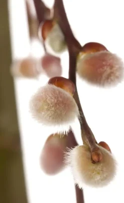Salix caprea 'Pendula' (Wilg 'Pendula')
