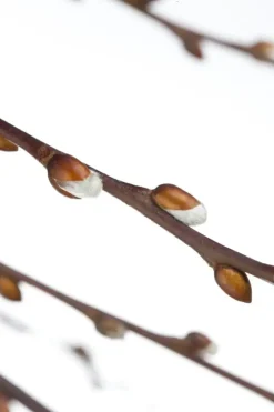 Salix caprea 'Pendula' (Wilg 'Pendula')