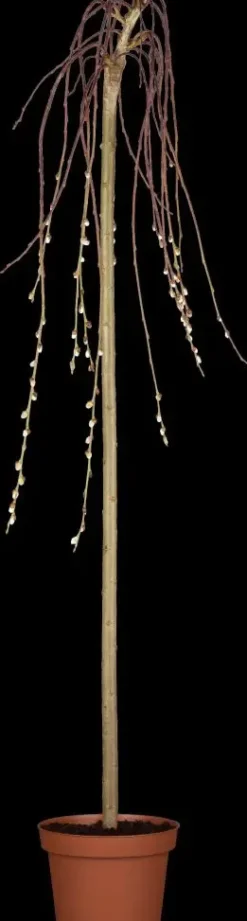 Salix caprea 'Pendula' (Wilg 'Pendula')