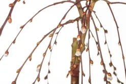 Salix caprea 'Pendula' (Wilg 'Pendula')