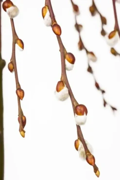 Salix caprea 'Pendula' (Wilg 'Pendula')