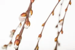 Salix caprea 'Pendula' (Wilg 'Pendula')