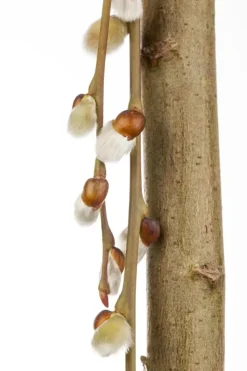 Salix caprea 'Pendula' (Wilg 'Pendula')
