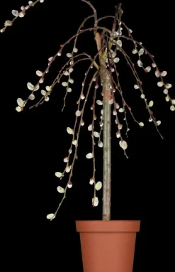Salix caprea 'Pendula' (Wilg 'Pendula')