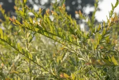Salix integra 'Hakuro Nishiki' (Wilg 'Hakuro Nishiki')