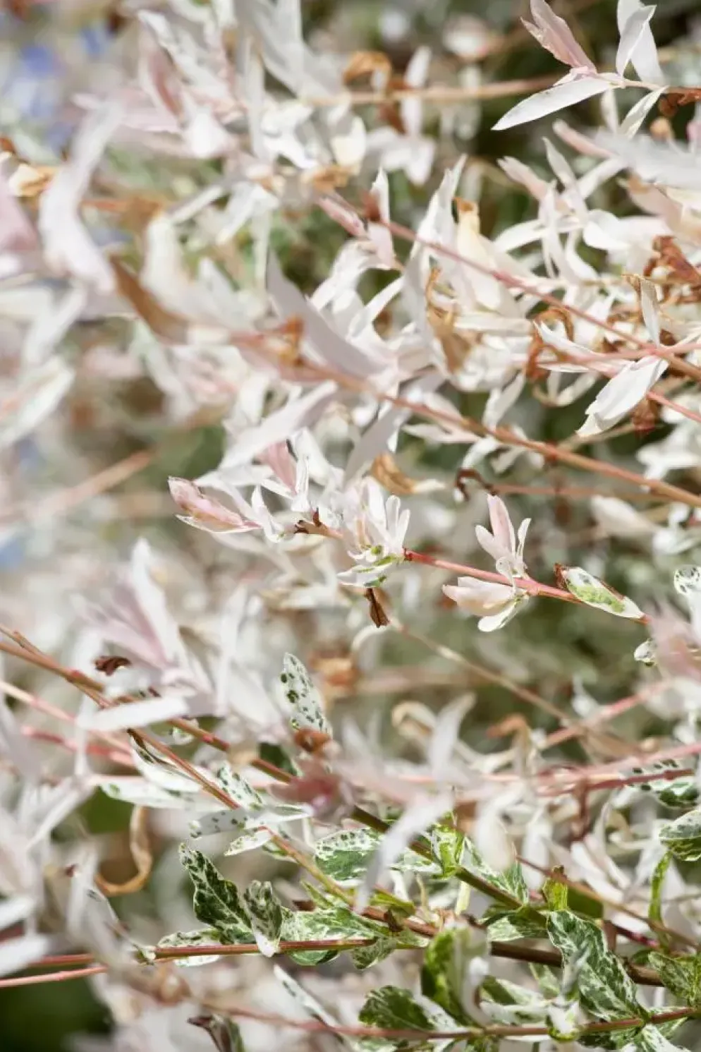 Salix integra 'Hakuro Nishiki' (Wilg 'Hakuro Nishiki')