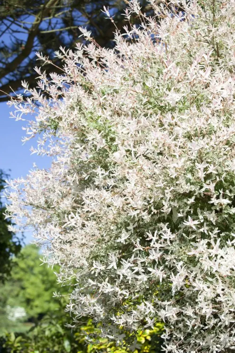 Salix integra 'Hakuro Nishiki' (Wilg 'Hakuro Nishiki')