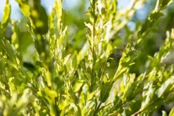 Salix integra 'Hakuro Nishiki' (Wilg 'Hakuro Nishiki')