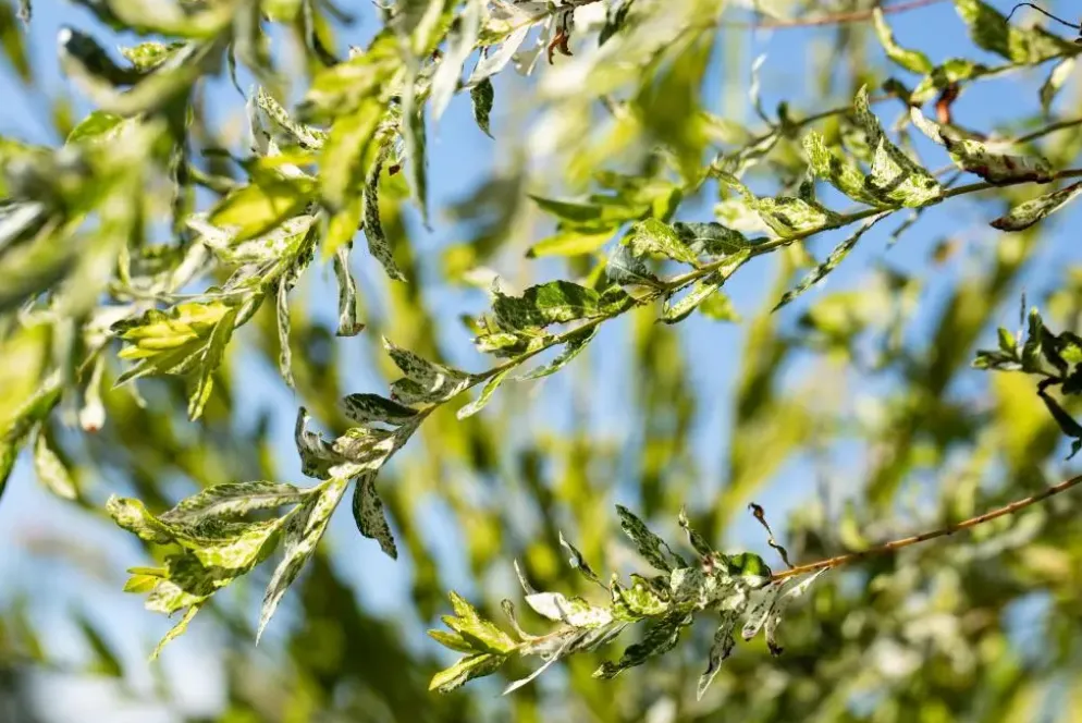 Salix integra 'Hakuro Nishiki' (Wilg 'Hakuro Nishiki')