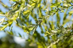 Salix integra 'Hakuro Nishiki' (Wilg 'Hakuro Nishiki')