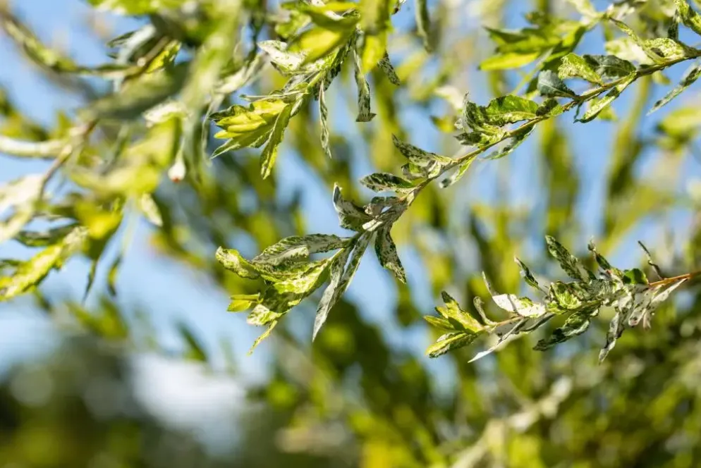 Salix integra 'Hakuro Nishiki' (Wilg 'Hakuro Nishiki')