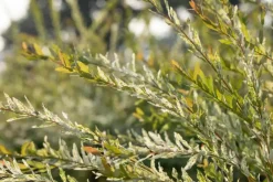 Salix integra 'Hakuro Nishiki' (Wilg 'Hakuro Nishiki')
