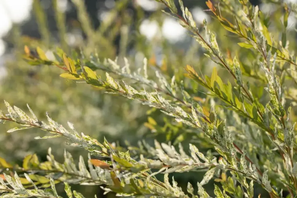 Salix integra 'Hakuro Nishiki' (Wilg 'Hakuro Nishiki')