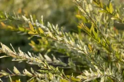 Salix integra 'Hakuro Nishiki' (Wilg 'Hakuro Nishiki')