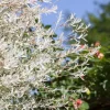 Salix integra 'Hakuro Nishiki' (Wilg 'Hakuro Nishiki')