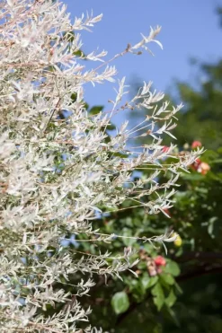Salix integra 'Hakuro Nishiki' (Wilg 'Hakuro Nishiki')