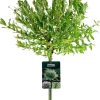 Salix integra 'Hakuro-nishiki' (Bonte wilg) 125cm